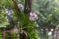 Orchid attached to a tree in Singapore Botannical Gardens Royalty Free Stock Photo