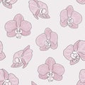 Pink Orchid Background