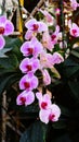 Pink orchid .