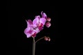 Pink orchid on black backgorund Royalty Free Stock Photo