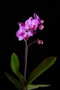 Pink orchid on black backgorund Royalty Free Stock Photo