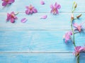 Pink orchid on blue wood background