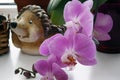 Pink orchid with a blurred background, Beautiful pink orchid in a pot on the windowsill Royalty Free Stock Photo