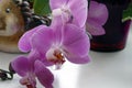 Pink orchid with a blurred background, Beautiful pink orchid in a pot on the windowsill Royalty Free Stock Photo