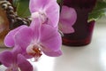 Pink orchid with a blurred background, Beautiful pink orchid in a pot on the windowsill Royalty Free Stock Photo