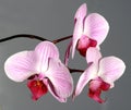 Pink orchid bouquet