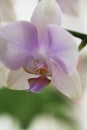 Delicate orchid flower close-up on a light background Royalty Free Stock Photo