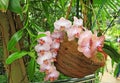 Pink orchid. Branch of blooming decorative flower. Beautiful tender flowers Royalty Free Stock Photo