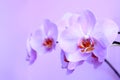 Pink orchid. Branch of the blooming decorative flower Royalty Free Stock Photo