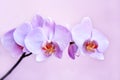 Pink orchid. Branch of the blooming decorative flower Royalty Free Stock Photo