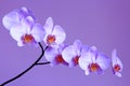 Pink orchid. Branch of the blooming decorative flower Royalty Free Stock Photo