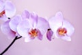 Pink orchid. Branch of blooming decorative flower Royalty Free Stock Photo