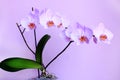 Pink orchid. Branch of blooming decorative flower Royalty Free Stock Photo