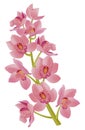 Pink orchid branch - Cymbidium on white background.