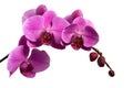 Pink orchid branch isolated on white