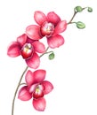 Pink orchid branch isolated on white background. Watercolor illustration. Royalty Free Stock Photo