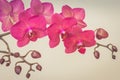 Pink orchid branche. Retro toned.