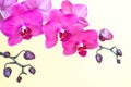 Pink orchid branche on white background with copy space.