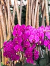 Pink orchid branches near bamboo canes Royalty Free Stock Photo