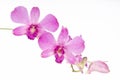 Pink orchid bunchy Royalty Free Stock Photo