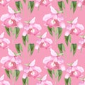 Pink orchid, cattleya on pink background. Seamless watercolor pattern