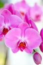 Pink orchid close up Royalty Free Stock Photo