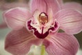 Pink Orchid close up Royalty Free Stock Photo