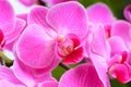 Pink orchid close up view background. - Image