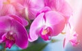 Pink orchid closeup