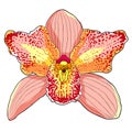 Pink Orchid Cymbidium tropical flower. vector illustration