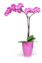 Pink orchid in decorative pot isolated on the white background Royalty Free Stock Photo