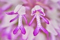 Pink orchid detail. Orchis militaris, military orchid, flowering European terrestrial wild orchid in nature habitat, detail of Royalty Free Stock Photo