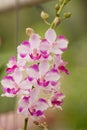 Pink Orchid , Doritis pulcherrima