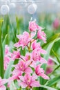 Pink orchid in a Dutch greenhouse Royalty Free Stock Photo