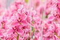 Pink orchid in a Dutch greenhouse Royalty Free Stock Photo