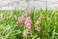 Pink orchid in a Dutch greenhouse Royalty Free Stock Photo