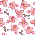 Pink orchid floral seamless pattern. Flowers bloom blossom foliage Royalty Free Stock Photo