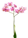 Pink orchid flower Royalty Free Stock Photo