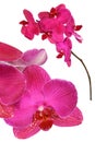 Pink orchid flower Royalty Free Stock Photo