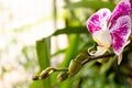 Pink orchid flower