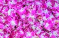 Pink orchid flower background Royalty Free Stock Photo