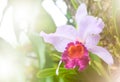 pink orchid flower background Royalty Free Stock Photo