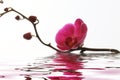 Pink orchid flower background reflected in water Royalty Free Stock Photo