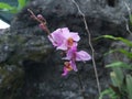 pink orchid flower, beautiful and fresh in the garden Royalty Free Stock Photo