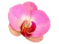 Pink Orchid flower