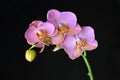 Pink orchid flower