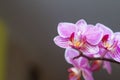 Pink orchid flower blossom