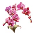 Pink Orchid Flower Clipart: Highly Detailed Illustration On White Background Royalty Free Stock Photo