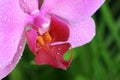 Pink Orchid flower close up Royalty Free Stock Photo