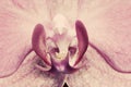 Pink orchid flower close-up, macro. Royalty Free Stock Photo